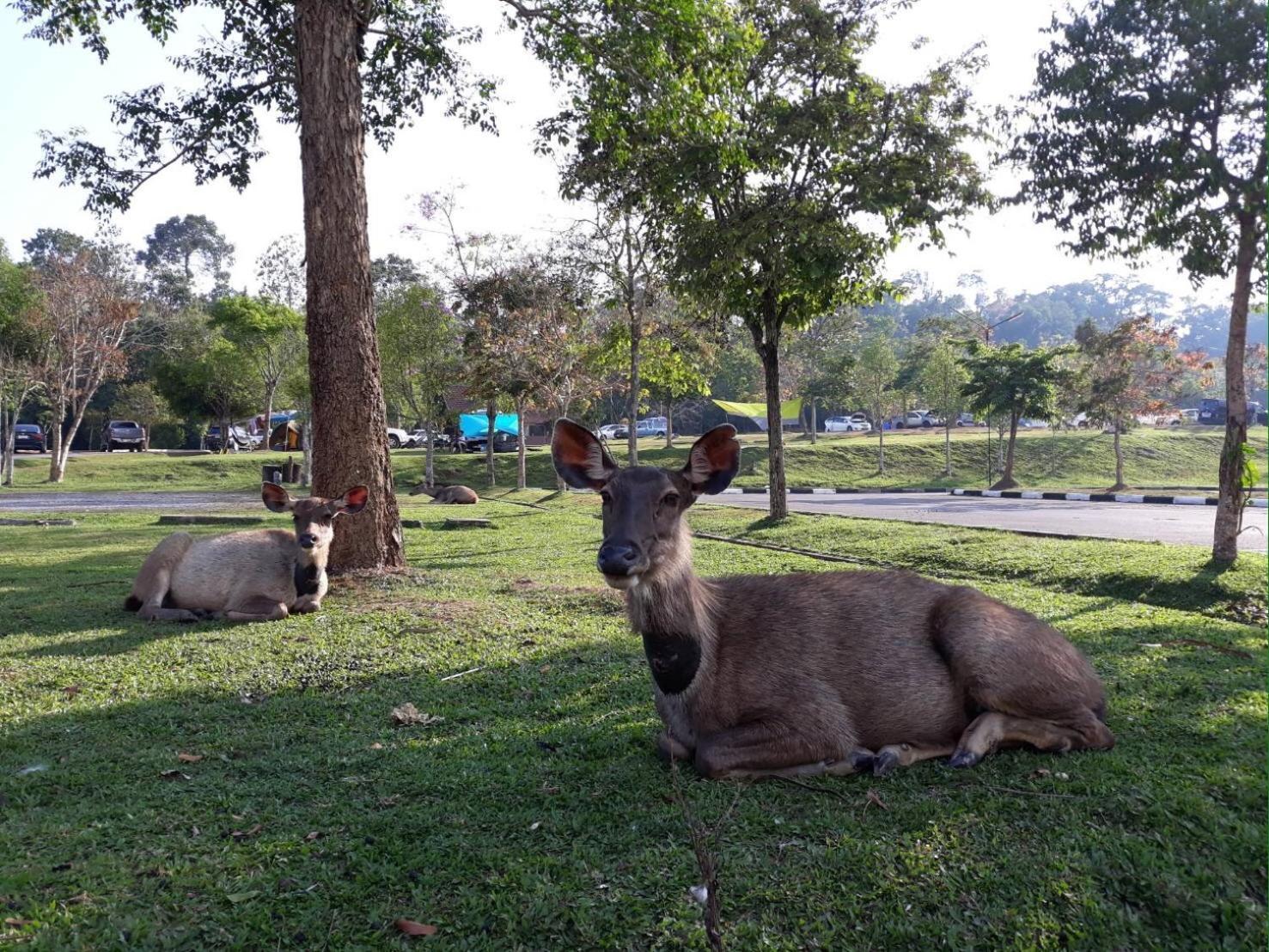 Annie Villa At Khao Yai หมูสี ภายนอก รูปภาพ